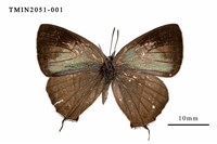 藏品(黃閃翠灰蝶)的圖片